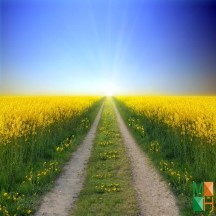 Tranh dán tường Hàn Quốc 3d khổ lớn tại Hà Nội NA - 273